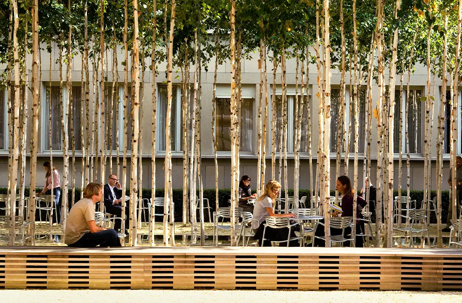 people-dining-outdoors-near-tall-trees-in-an-urban-setting