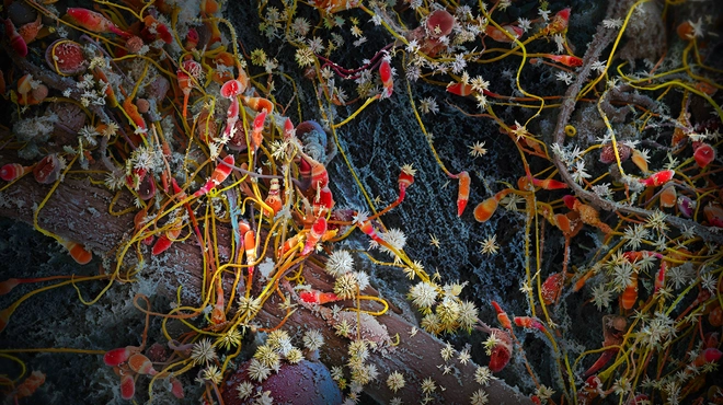 Spermatozoa, colloquially known as sperm cells, coloured orange in this image, carry the male genetic material. 