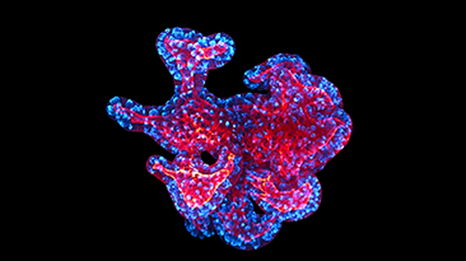 title-behind-the-science-organoids